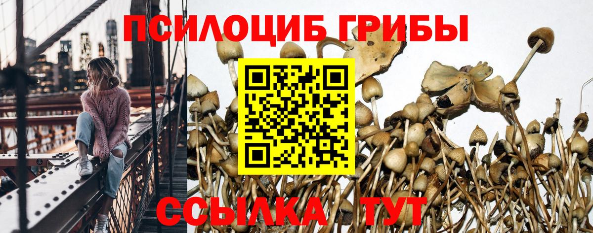 Псилоцибиновые грибы прущие грибы  Вход с VPN  Озёрск  Псилоцибиновые грибы Cubensis 